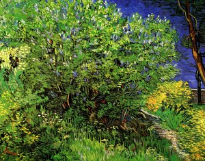 Lilacs